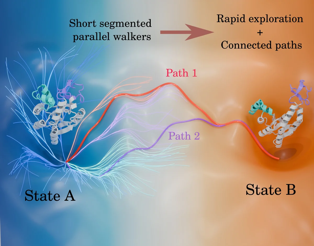 Diagram showing many short segmented parallel walkers exploring rapidly from State A and connecting into two distinct transition paths, Path 1 and Path 2, that reach State B.